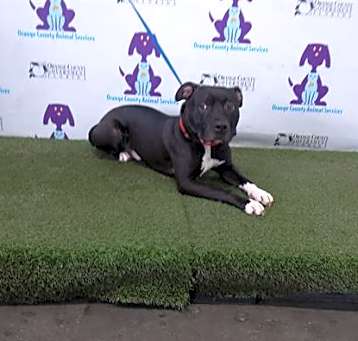 Photo of KOOPER