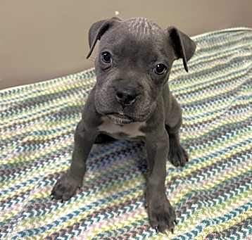 Photo of CAMOTE- IN FOSTER