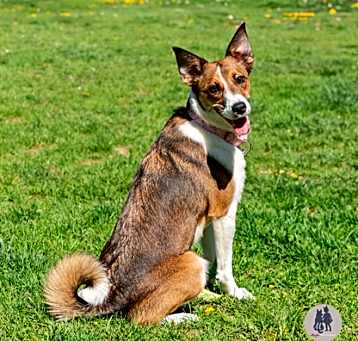 Photo of Ruby