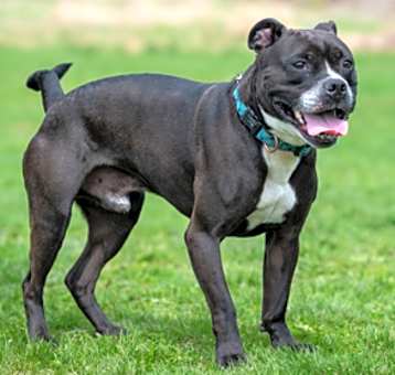Photo of Stubby
