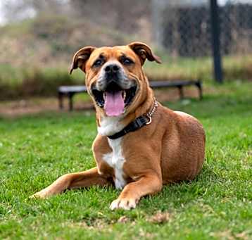 Photo of Buster