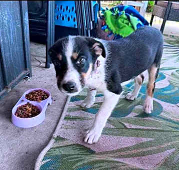 Photo of Poppy - available 5/23