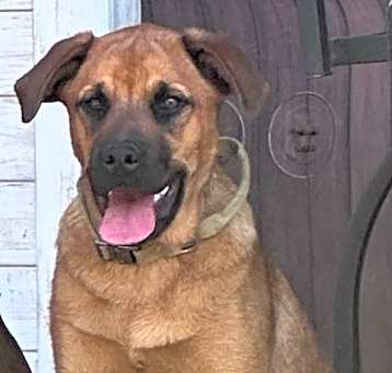 Photo of Honey - Diamond Pup
