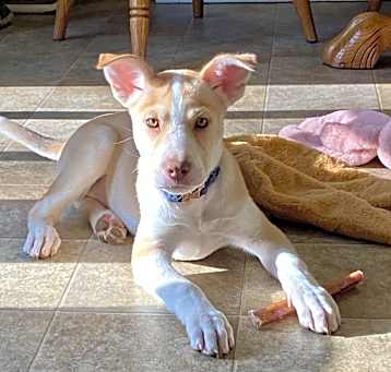 Photo of Siren