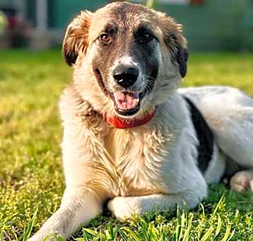 Photo of Tulip