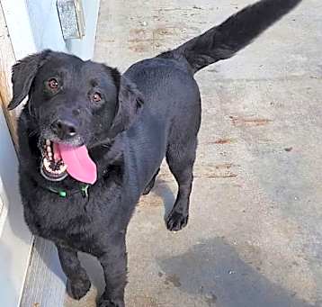 Photo of Cujo