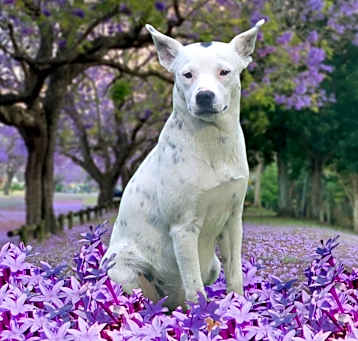 Photo of Roxy