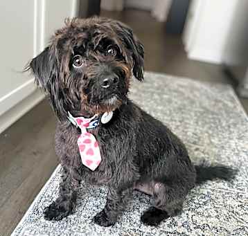 Photo of Astro