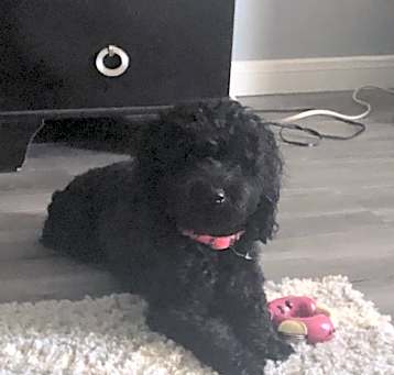 Photo of Toto