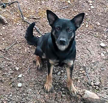 Photo of Chica