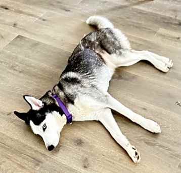 Photo of Belle