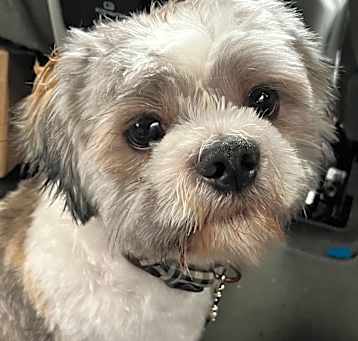 Photo of Georgie