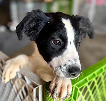 Photo of Dandelion