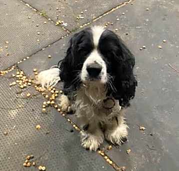 Photo of Rocco