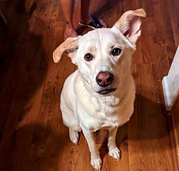 Photo of Lily