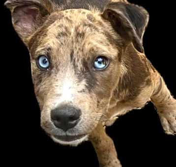 Photo of Piper