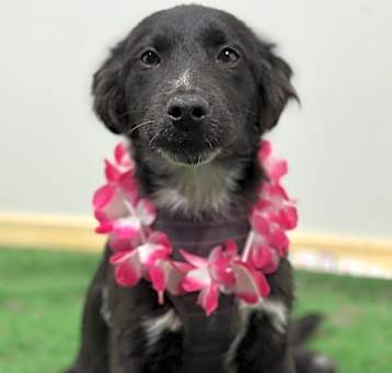 Photo of Scout