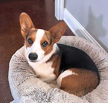 Photo of Cosmo