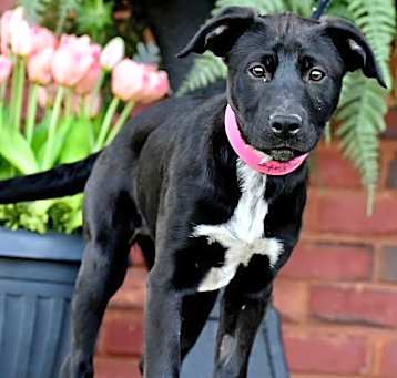 Photo of PUPPY PRINCESS KATE