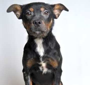 Photo of Chesney