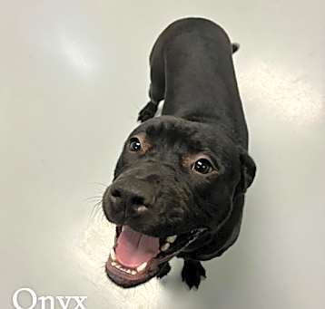 Photo of Onyx