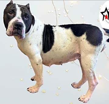 Photo of CLARABELLE