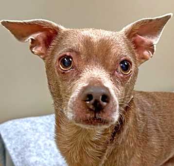 Photo of Clyde