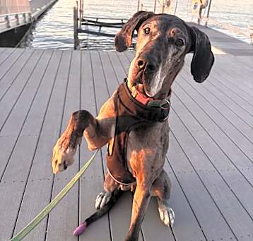 Photo of Freya