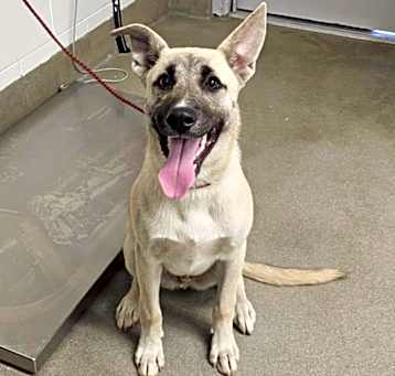 Photo of Comet