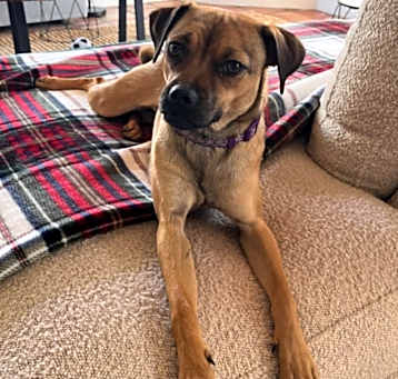 Photo of Daphne