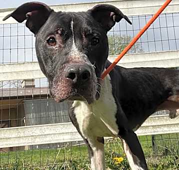 Photo of Dozer - IN FOSTER