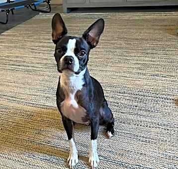 Photo of Winston