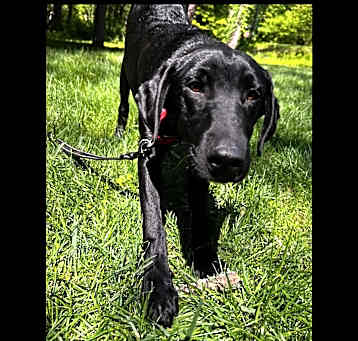 Photo of Bandit