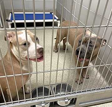 Photo of 179528 Athena (AVAILABLE) & 179529 Zeus (ADOPTED)