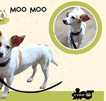Photo of MooMoo