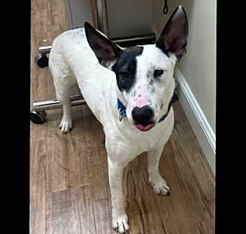 Photo of Dixie
