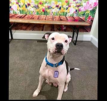Photo of Violet