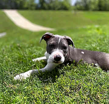 Photo of Grayson