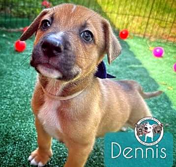 Photo of Dennis Classic