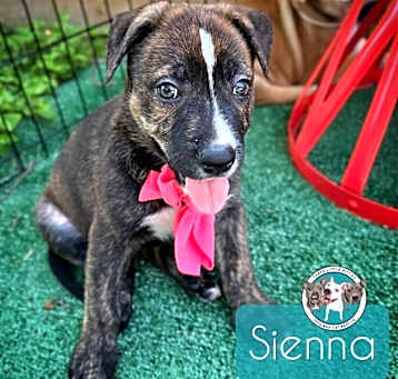 Photo of Sienna Classic