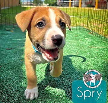 Photo of Spry Classic