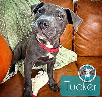 Photo of Tucker the Handsome Boy