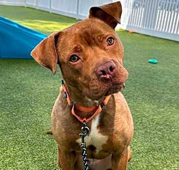 Photo of RAMONA