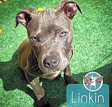 Photo of Linkin the Loveable Boy
