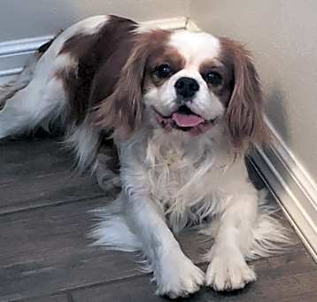 Photo of Deacon