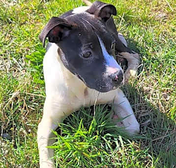Photo of Chipper