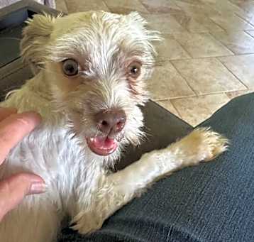 Photo of Muppet