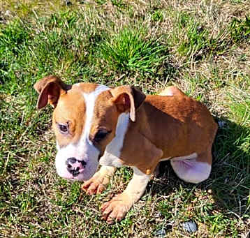 Photo of Tipper