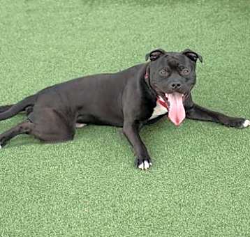 Photo of Tyson
