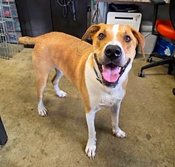 Photo of Remington